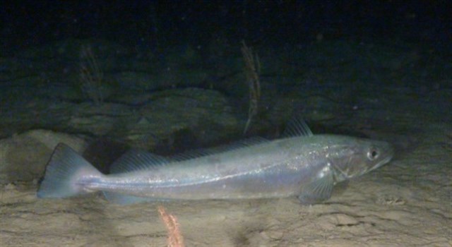 Oceana denuncia el "fracaso" de la UE para reducir los niveles de sobrepesca