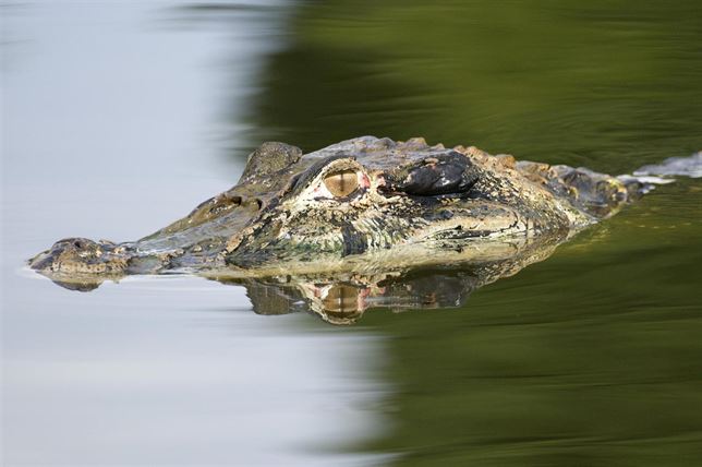 Les permite escanear el horizonte cercano