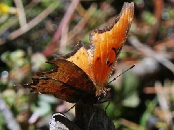 Resguarda México desierto con mayor diversidad del mundo