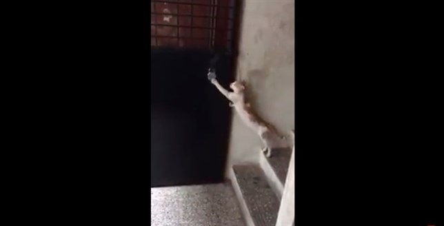 Un gato llama a la puerta (Vea VIDEO)