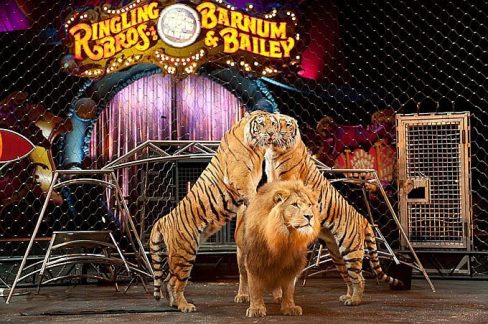 El circo Ringling cierra para siempre por el rechazo social