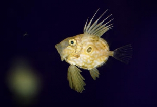 El Aquarium Finisterrae presenta los primeros sanmartiños nacidos en cautividad