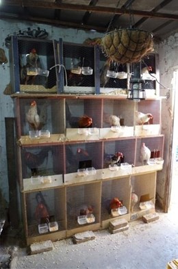 Desmantelan en La Punta un corral dedicado a criar gallos de pelea