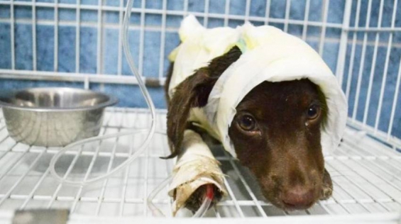 Argentina. Chocolate