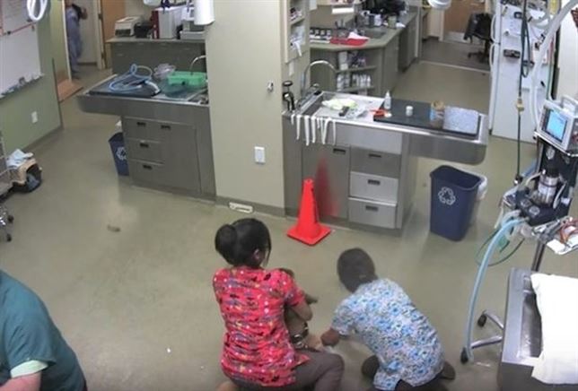 Un perro de mucho ‘carácter’ (Vea VIDEO)