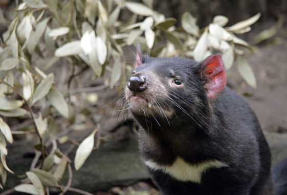 Salvar a los demonios de Tasmania