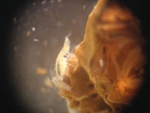 Mesoamérica acoge el único crustáceo venenoso del mundo