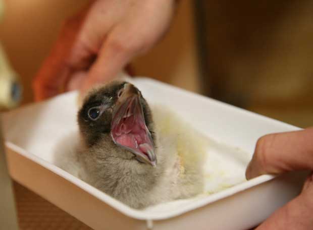 Nace un nuevo pollo de quebrantahuesos en cautividad en Aragón