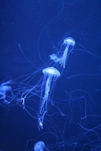 La Mancomunidad de Uribe Kosta se suma a la Campaña Medusas del Ministerio de Medio Ambiente