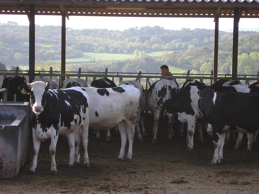 La mortalidad registrada en granjas de bovino como herramienta de vigilancia