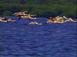 Destaca en conservación humedal de Laguna Guanaroca