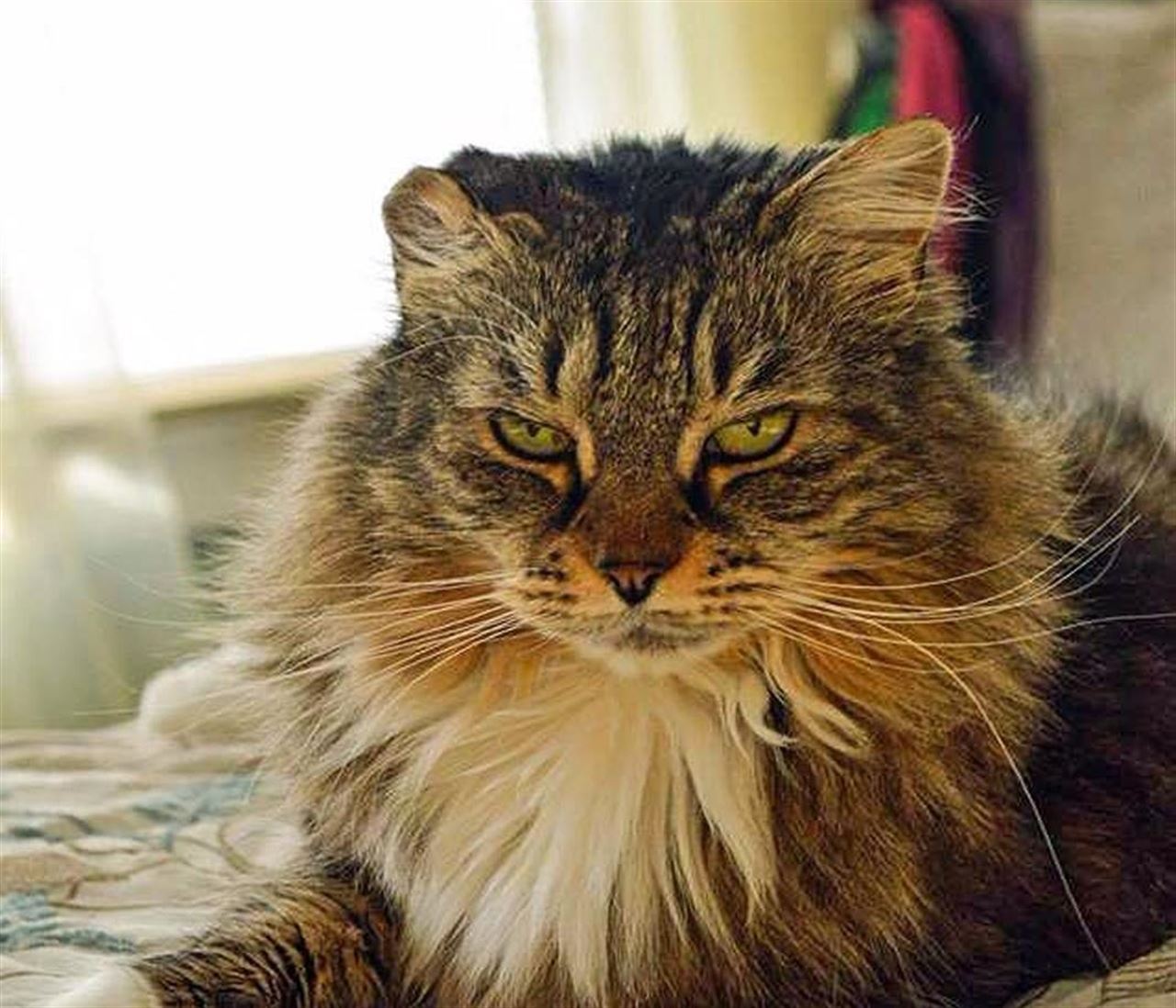 Dormir con tu mascota en la habitación