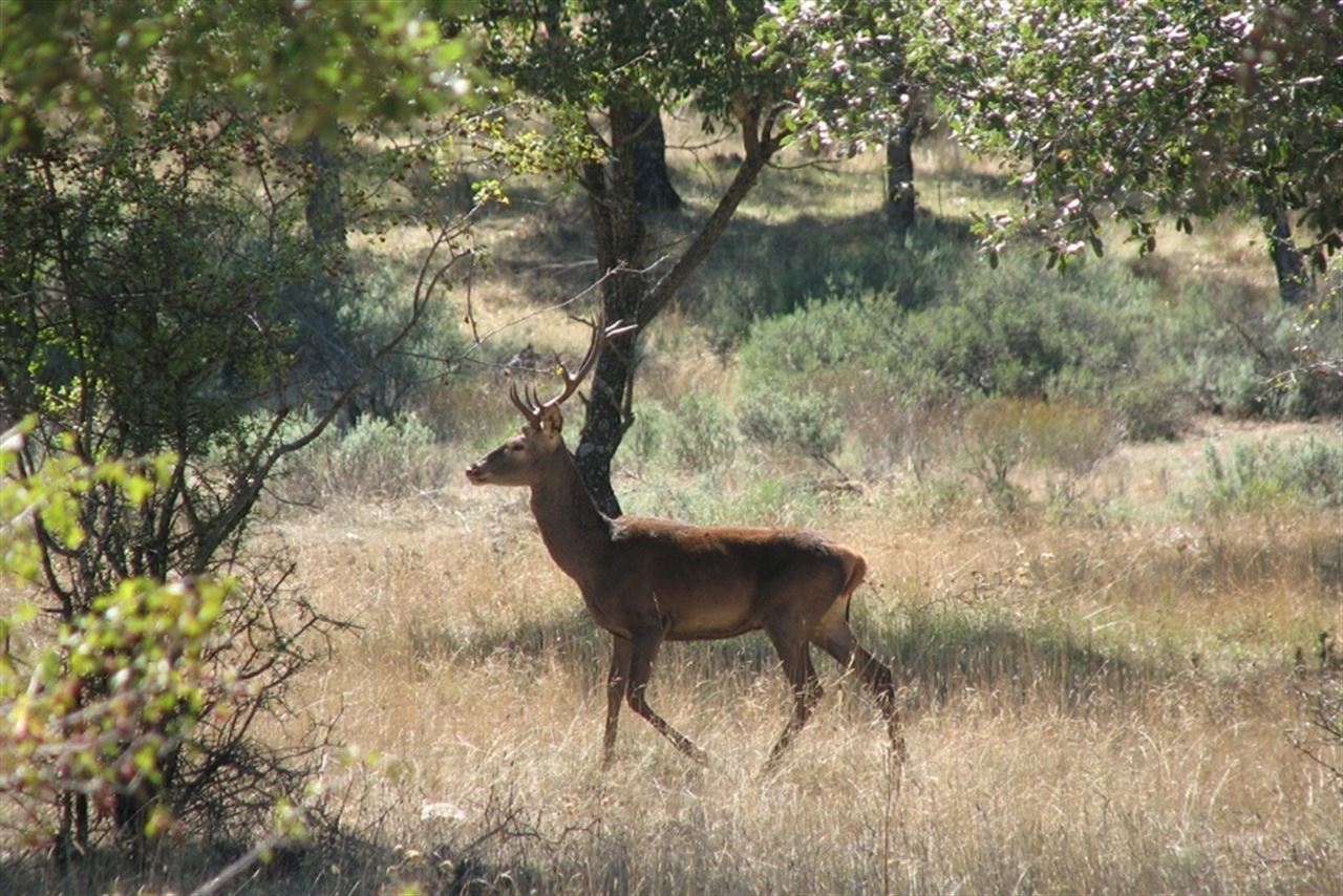 Más vigilancia en los cotos de caza para evitar el furtivismo en la época de la berrea