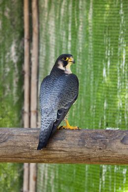 Más de 150 animales salvajes fallecieron electrocutados en la Comunitat Valenciana