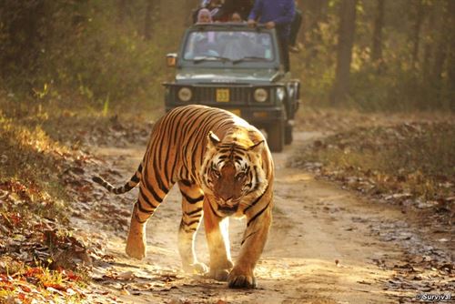 Las tribus locales favorecen la conservación de los tigres en la India
