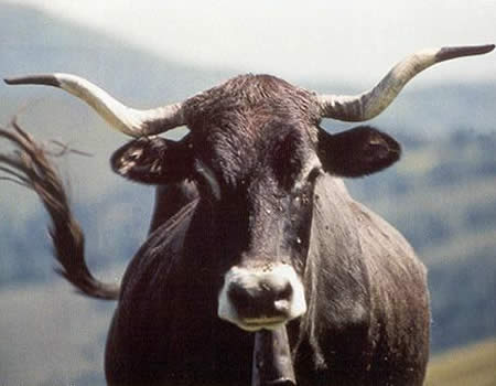 Libro genealógico de la raza bovina Tudanca