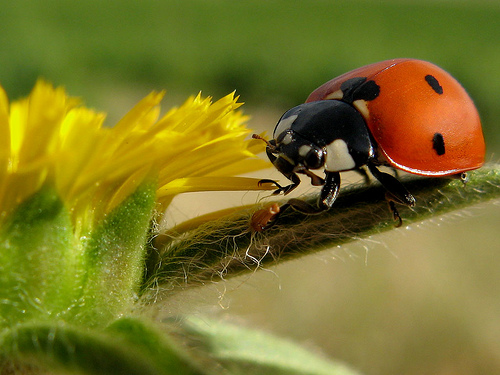 “Cambio Global Sostenibilidad y Biodiversidad”