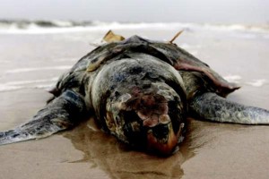 Muerte masiva de tortugas en América Central