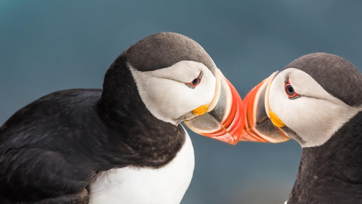 La vida íntima de las aves como nunca la viste antes
