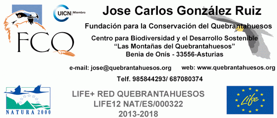 Los quebrantahuesos liberados en el PNPE “Biziele” y “Chloe” evolucionan de manera favorable