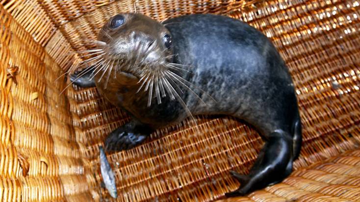 El lobo marino Celeiro