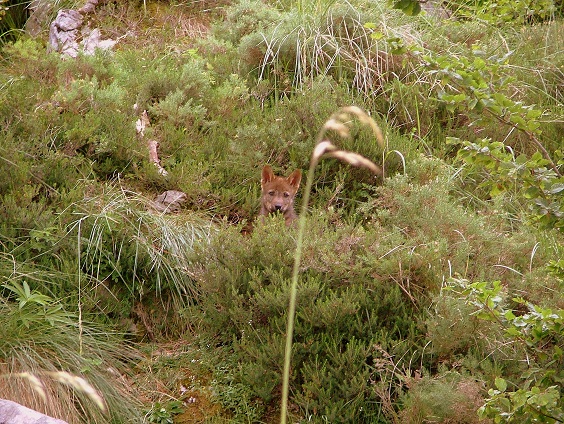 El Principado de Asturias mata una camada de cachorros de lobo recién nacidos en el Parque Natural de Ponga