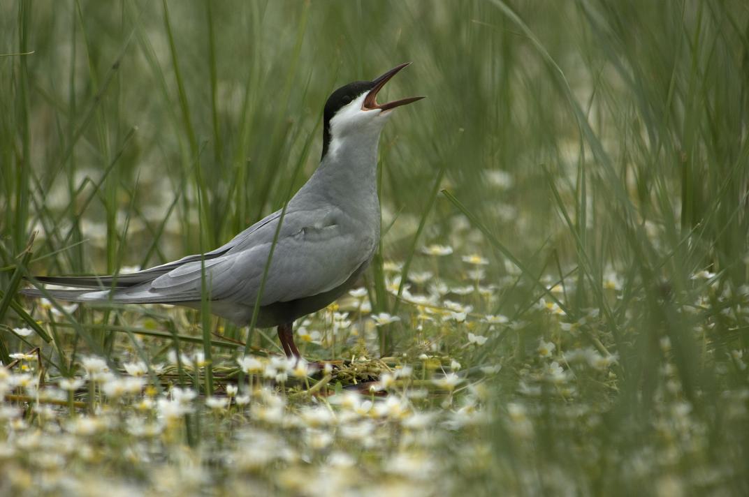 I Festival de Aves Ibéricas