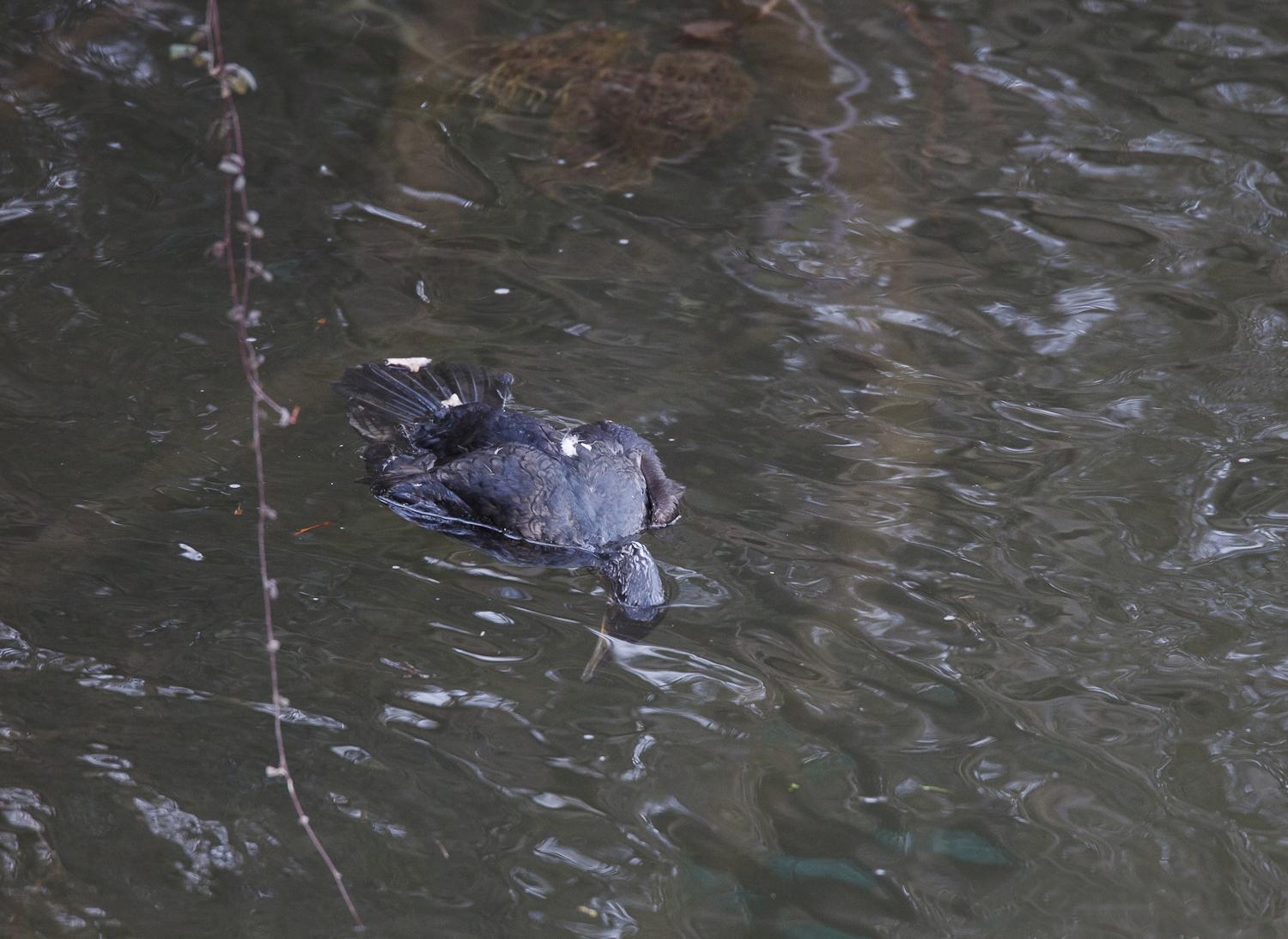 Asturias.  El Principado continua un año mas con las matanzas de cormoranes en los rios.