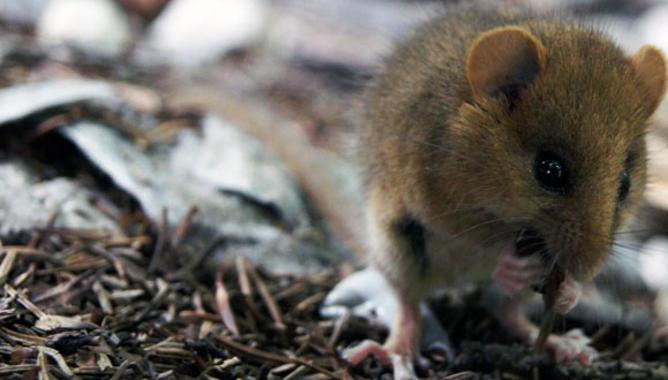 Patentan un nuevo modelo de roedor que reproduce los síntomas de la fibromialgia