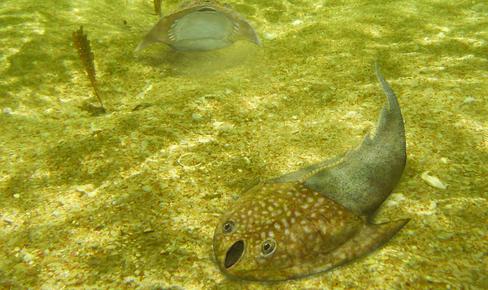 La mandíbula de los vertebrados podría tener su origen en los extintos peces “ostracodermos”