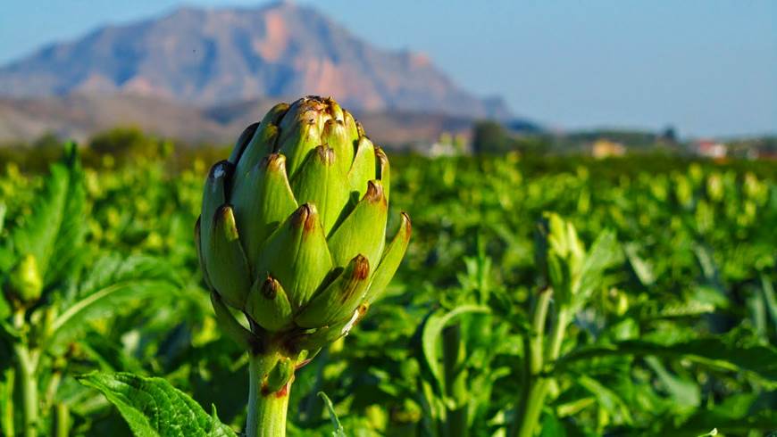 Proyecto Life+Crops For Better Soil-Cultivos Tradicionales