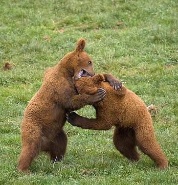 La población de Oso Pardo de la Cordillera Cantábrica goza de buena salud