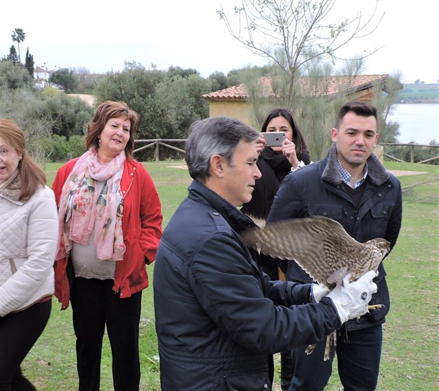 La Junta libera en Arcos dos ejemplares de halcón peregrino tras su recuperación en el CREA