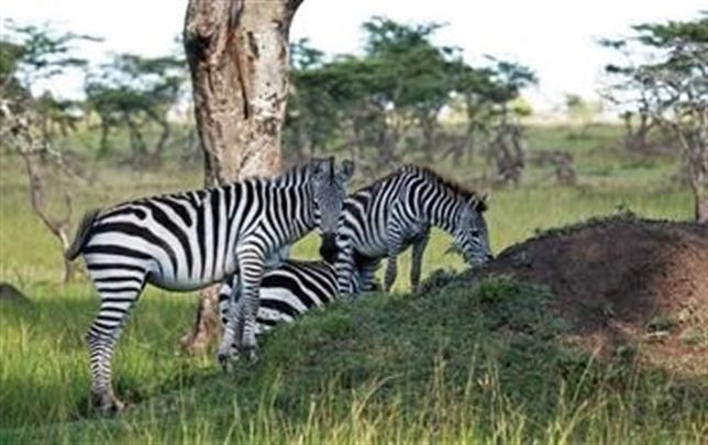 Las termitas frenan al desierto