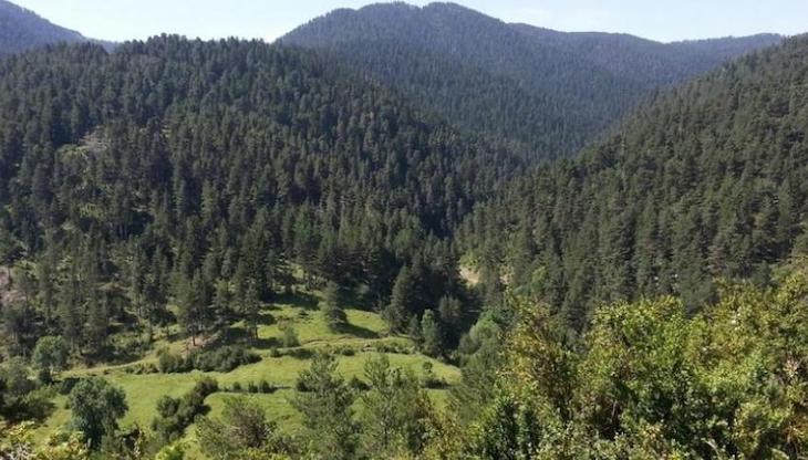 La protección de bosques es insuficiente