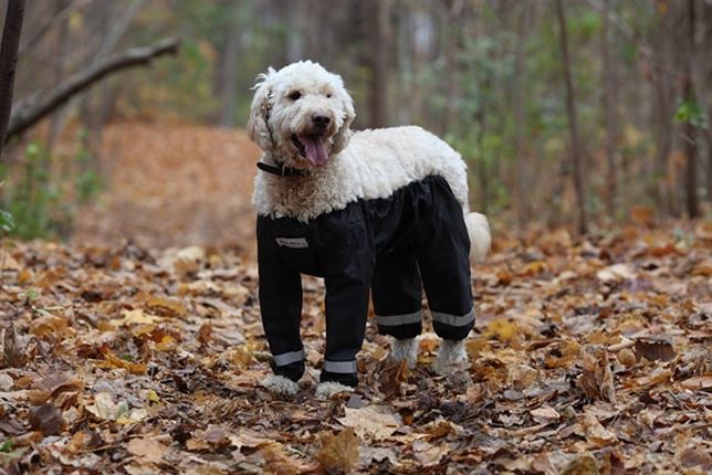 Pantalones para perros