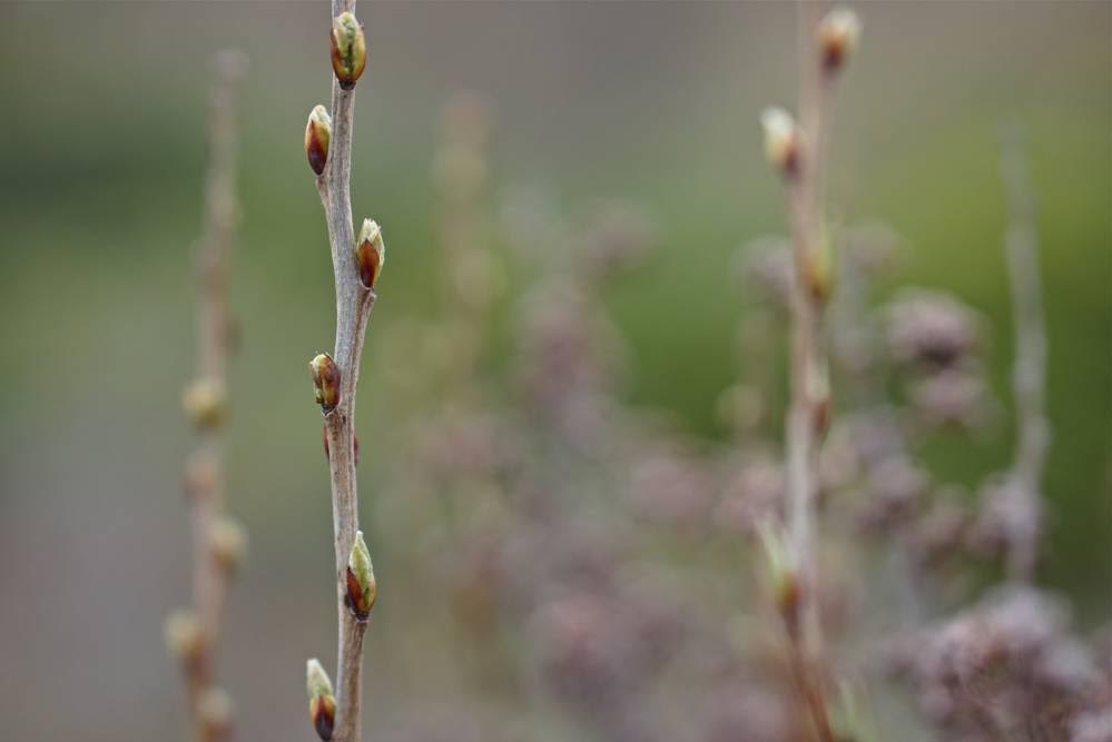 Los bosques europeos están frenando la salida prematura de las hojas