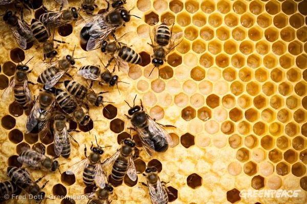Un paso ‘inmenso’ para la protección de las abejas
