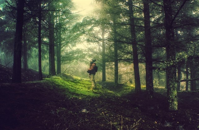 La fotografía Génesis gana el concurso Disfruta del Bosque en España