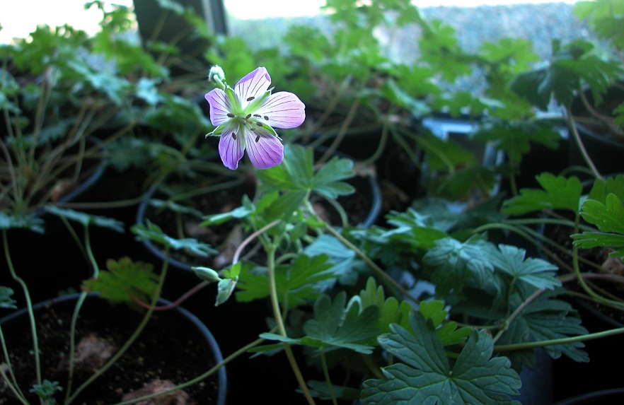 Banco de germoplasma del Ciale
