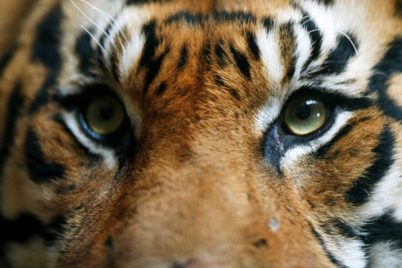 Animales víctimas de nuestros caprichos