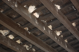 En Jerez de La Frontera destruyen nidos de golondrinas