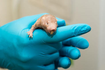 Cuál es el secreto de la longevidad del ratopín rasurado