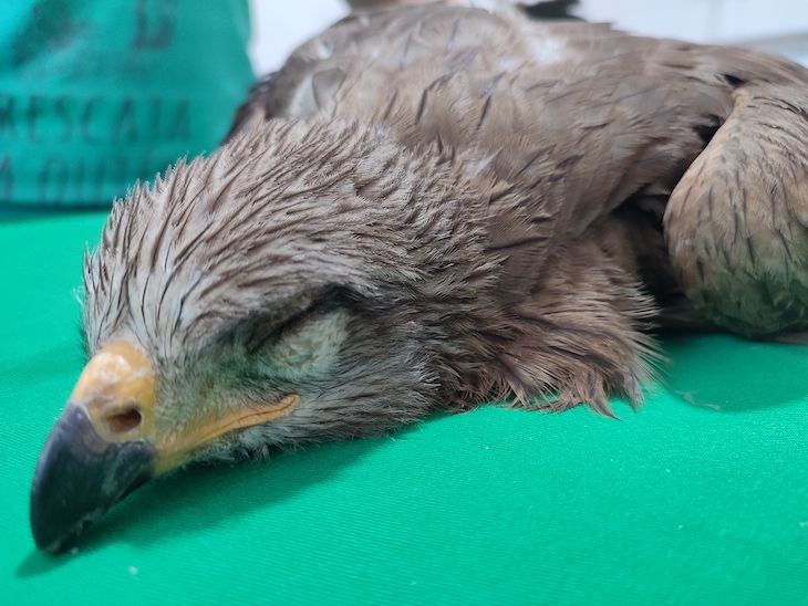 Medicina quirúrgica para aves salvajes