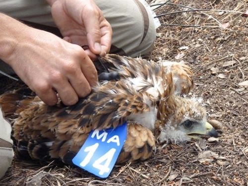 Medio Ambiente localiza ocho puntos negros de atropello de animales en la zona del Guadiana Internacional