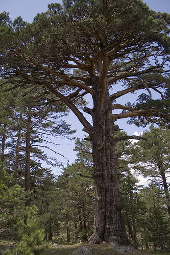 Perdemos biodiversidad