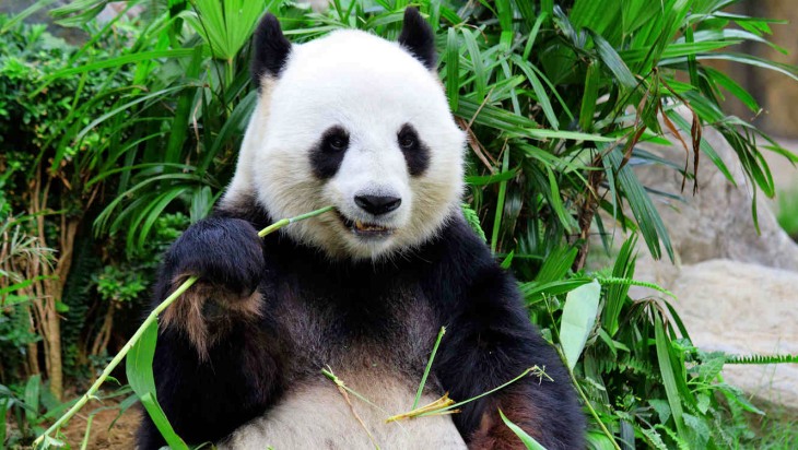 Fósiles españoles pueden ser del primer ancestro del panda gigante