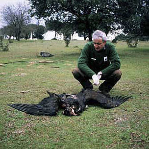 Operativo anti-veneno cerca de las Hoces de Riaza