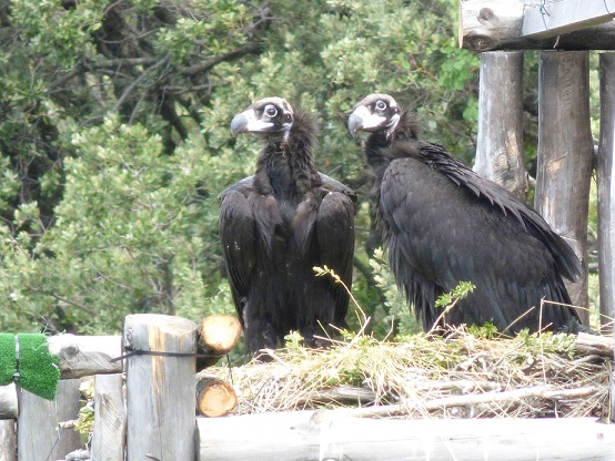 Cinco pollos han volado en 2015 en la colonia de buitre negro de Boumort (Prepirineo catalán)