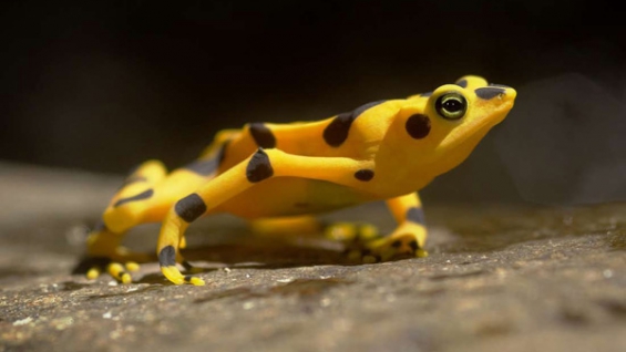 Objetivo: evitar el tráfico ilegal de ranas doradas